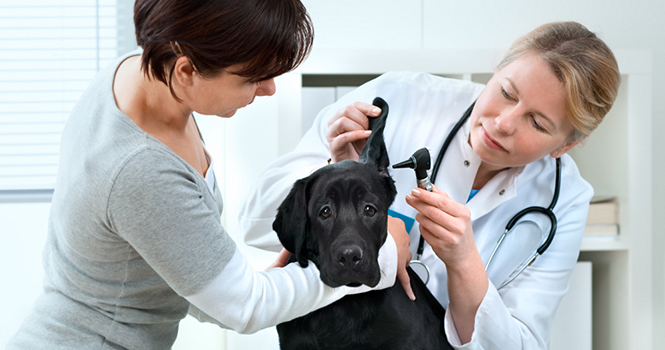 MILLER VETERINARY SUPPLY cover
